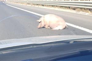FOTO. Imagini INSOLITE pe autostrada Sebeş-Sibiu, înainte de ieşirea spre Mediaş, cu un porc viu, pierdut dintr-o maşină