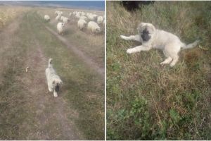 FOTO Câine ciobănesc furat de la o stănă din Slimnic – „Ajutaţi-mă să îl găsesc pe Turcu. Îmi e dor de el”