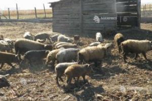 Proprietarul exploataţiei unde a apărut pesta porcină, amendat; nu va fi despăgubit pentru animalele moarte