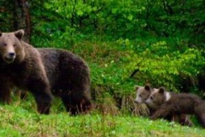 ALERTĂ! Ursoaică cu doi pui semnalată într-o comună mureşeană!