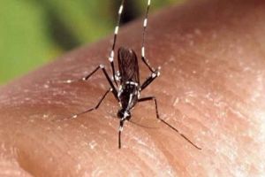 Al treilea caz de infecţie cu West Nile, confirmat în judeţ, la un pensionar de 75 de ani din Băbăiţa