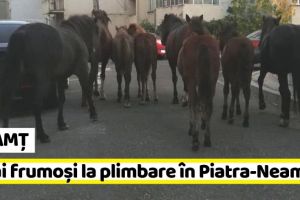NEAMȚ: 9 cai frumoşi la plimbare în Piatra-Neamţ (VIDEO)