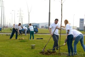 Pregătiri pentru plantări: 350 de arbori, plantaţi în această toamnă în Oradea