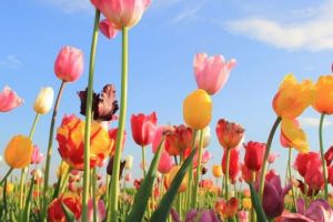 Țeapă made in Olanda! Una dintre cele mai mari atracţii turistice ale Amsterdamului se dovedeşte o mare păcăleală