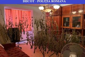 FOTO/VIDEO. Descoperire DIICOT: Cannabis în apartament şi două culturi pe malul râului