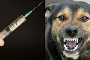 DSVSA Alba a demarat campania de vaccinare împotriva turbării a câinilor şi pisicilor