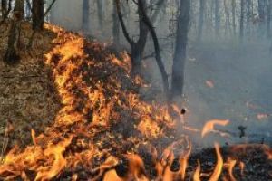 Incendiu de pădure în zona Mereni; 20 de focare stinse în aproape şase ore
