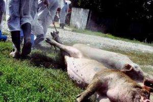 Pesta porcină la Sibiu – Se iau măsuri extreme pentru prevenirea extinderii