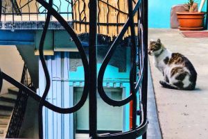 Caz revoltător în Oradea: o pisică a murit după ce a fost lovită cu sălbăticie şi aruncată de la etaj (FOTO)