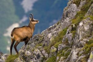 Senatul nu a aprobat reintroducerea caprei negre pe lista speciilor protejate