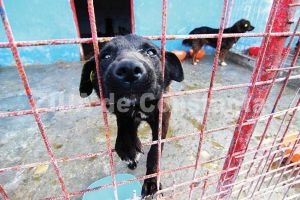 Pana la o decizie definitiva a magistratilor, Felina Vet captureaza cainii fara stapan din municipiul Constanta