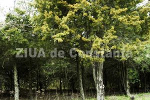 Perdele forestiere de protectie in zona de campie a localitatii Seimenii Mici din judetul Constanta. Cine este investitorul 