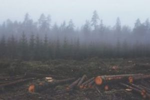 Pădurar din cadrul Direcţiei Silvice Maramureş ucis în timp ce încerca să prevină o tăiere ilegală la Ocolul Silvic Strâmbu Băiuţ