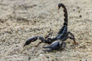 Germania – Un baiat de 10 ani a primit prin posta, dintr-o eroare, un scorpion viu