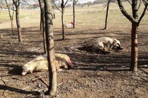 Ursul a omorât 15 de oi şi un câine de la ostână din comuna Șintereag (FOTO)