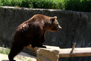 Urs semnalat într-o comună de lângă Târgu-Mureş
