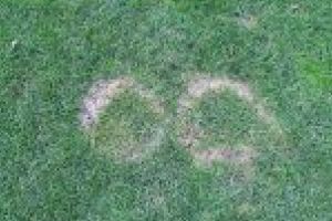 Au început lucrările la suprafaţa de joc pe „Oblemenco”. Vechiul gazon, mutat în curtea şcolii