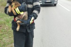 Imaginea zilei: Catel salvat de pompieri, in urma unui accident rutier produs in judetul Tulcea