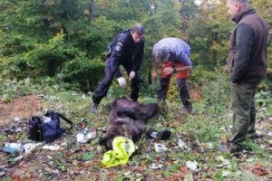 VIDEO Lupta contra cronometru pentru salvarea unui urs!