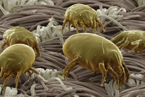 Alergii de toamnă târzie şi iarnă