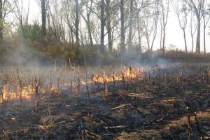 FOTO. A dat foc vegetaţiei şi era să aprindă pădurea de lângă Satu Mare