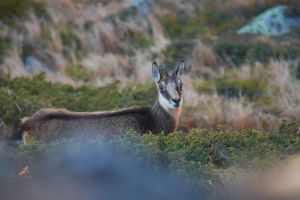 Munţii Rodnei, în toată splendoarea lor faunistică. Fotograful Alex Varga s-a întrecut pe sine