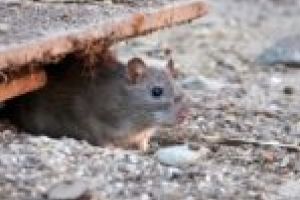 La Reşiţa începe lupta cu rozătoarele. Amenzi pentru cei care intervin