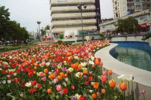 În #Piteşti a început plantarea a 120.000 bulbi de #lalea