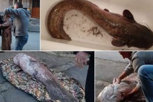 FOTO. „Monstrul” din apele râului Mureş: Un pescar din Alba se laudă cu o captură de aproximativ 40 de kilograme