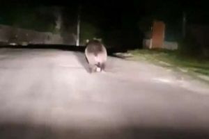 Urşii şi-au făcut apariţia noaptea trecută în Lunca de Sus şi Praid