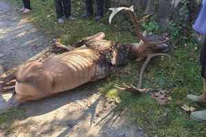 Cerbul-vedetă din Câmpulung Moldovenesc a venit să moară printre oameni, împuşcat de o bestie