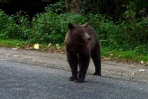 Doi copii, de 3 şi 4 ani, şi un bărbat, atacaţi de urs! Atenţionare Ro-Alert în Braşov