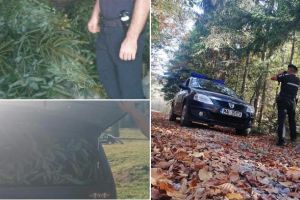 FOTO. 39 de brazi de Crăciun confiscaţi de jandarmii montani cu mai bine de 2 luni până la Crăciun