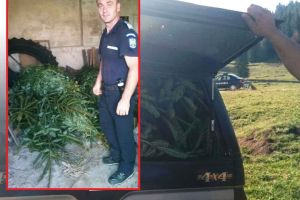 O fi cald, dar vine Crăciunul! 39 de brazi, confiscaţi de jandarmii din Padiş de la un bihorean (FOTO)