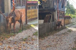 FOTO. Povestea înduioşătoare a unui cerb vedetă venit să moară printre oameni, după ce a fost împuşcat de braconieri