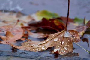 Cum va fi vremea în noiembrie. ANM anunţă când vine frigul în România