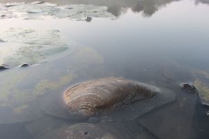 Știaţi că într-un lac din judeţ se găsesc inclusiv scoici?