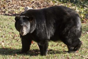 Stricăciuni provocate de un urs într-un sat din Șimoneşti