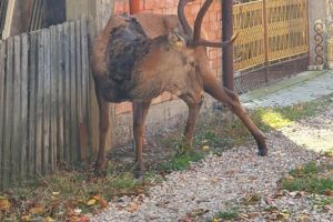 Cerbul-vedetă din Câmpulung Moldovenesc a venit să moară printre oameni, după ce a fost ...