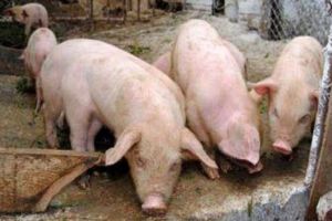 Al treilea focar de pestă porcină la Sibiu – Cinci porci sacrificaţi