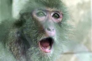 Regizorul Alexandru Solomon vine la proiecţia celui mai nou film al său, „Ouăle lui Tarzan”