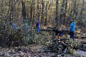 Toaletare în Trivale