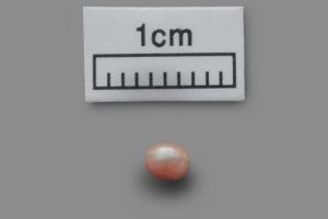 Cea mai veche perlă din lume, expusă pentru prima dată de la descoperirea ei