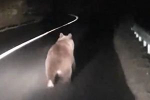 VIDEO: Urs filmat în zona municipiului Reghin!