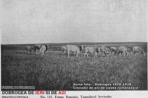 #DobrogeaDigitala Marturii de epoca privind istoria Dobrogei (1878-1947)“:  Despre industria lactina“ din Dobrogea sfarsitului de secol XIX