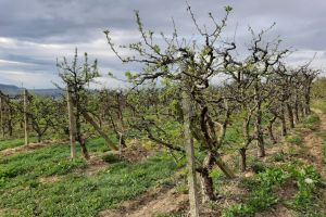 E vremea pentru sădit pomii fructiferi. Staţiunea Pomicolă vinde peste 20 de soiuri de meri şi pruni