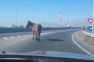 VIDEO La trap, pe Ocolitoarea Braşovului