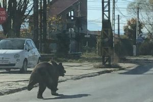 Copii răniţi de urs în oraşul Victoria sunt în stare bună. Ce spun specialiştii despre animalul sălbatic