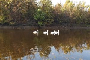 (VIDEO) Lacul Lebedelor – Mai multe lebede petrec toamna pe un lac de la marginea DN 72