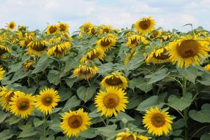 Producţii bune, în ciuda unui an agricol dificil din punct de vedere meteorologic